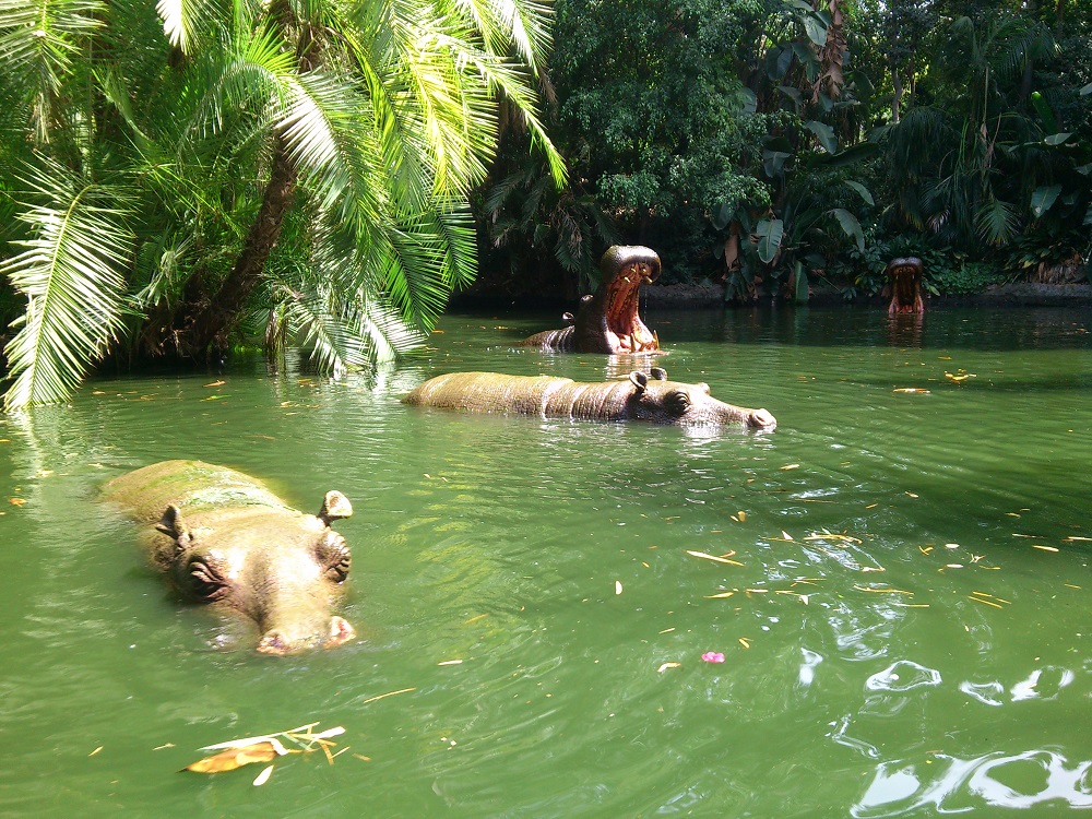 Jungle Cruise 5