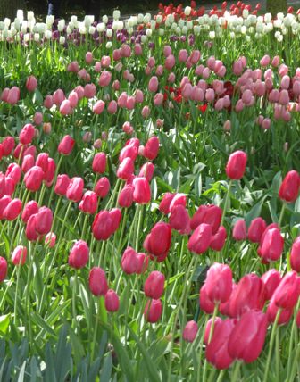 Keukenhof 3/5/2011