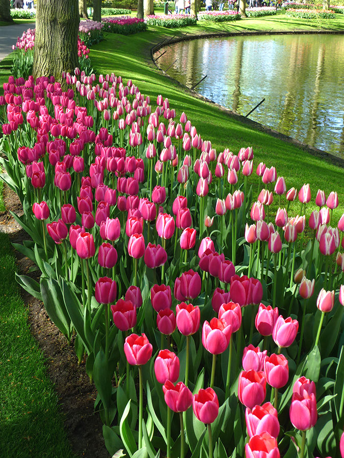 keukenhof