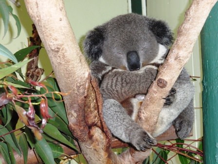 Koala στο Featherdale Wildlife Park.