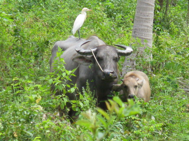 koh samui