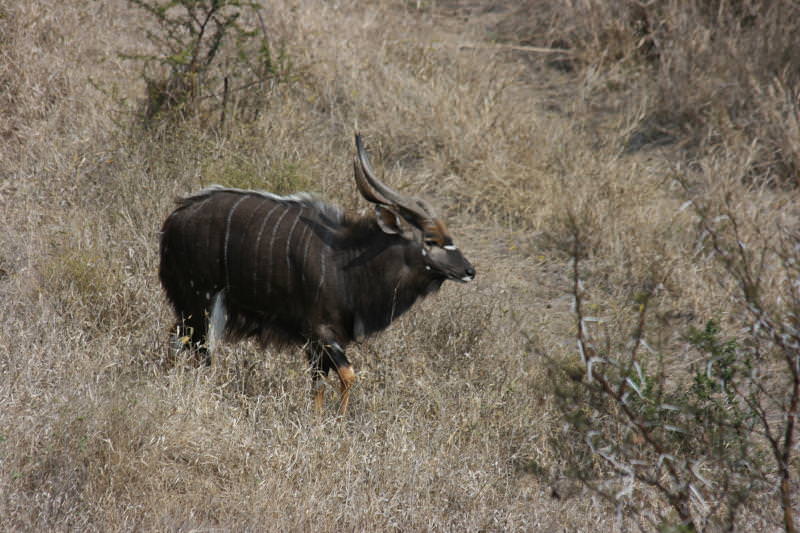 kudu1