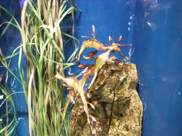 L' Aquarium