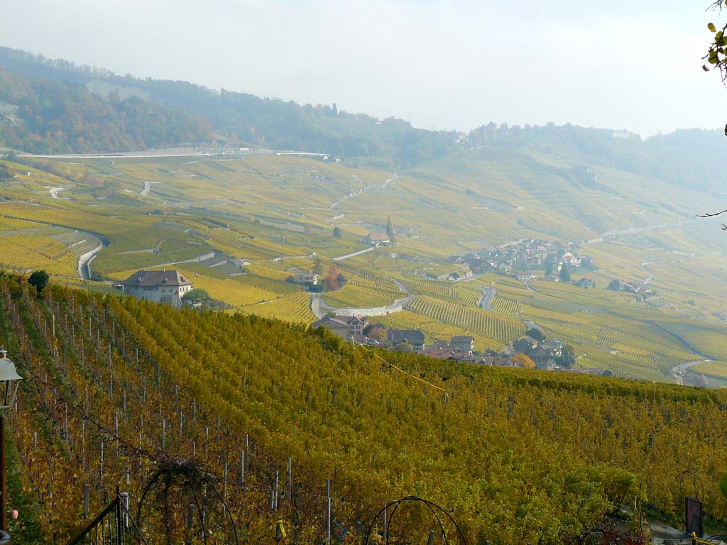 Lavaux vineyards