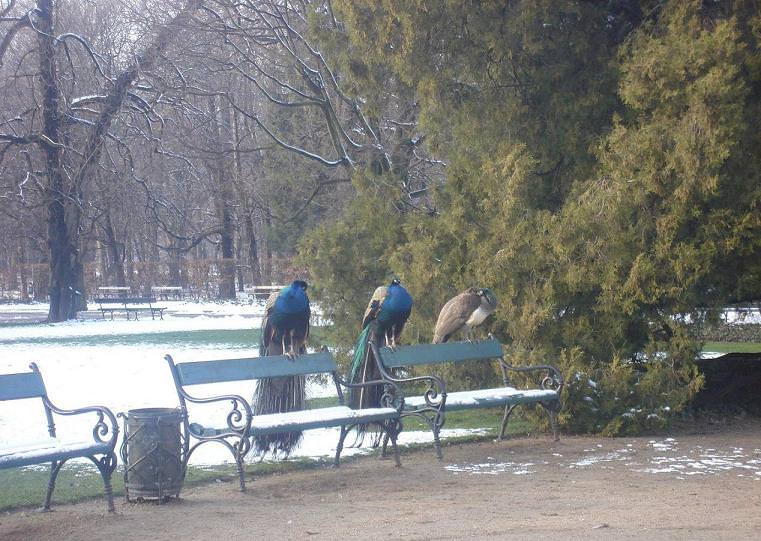 Lazienki Park, Βαρσοβία