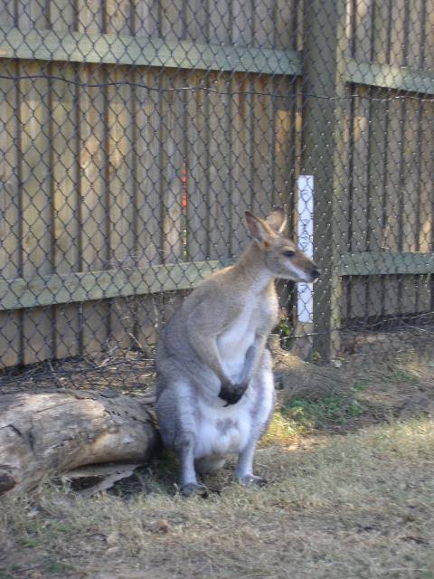 Lone Pine Koala Sanctuary