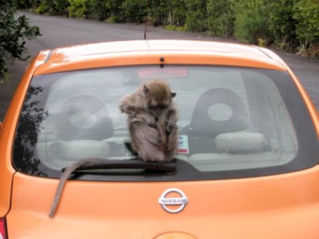 Macaca on a car!