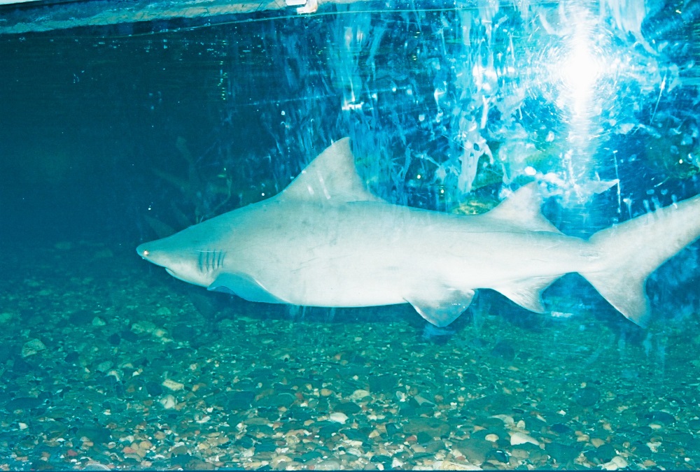 Melbourne Aquarium - Καρχαρίας