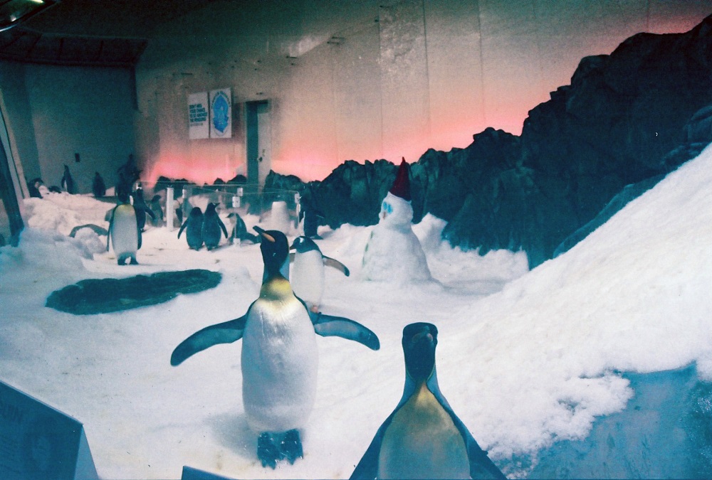 Melbourne Aquarium - Πιγκουίνοι