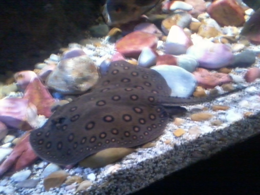 Melbourne Aquarium - Σαλάχι