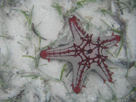 Mnemba Lagoon