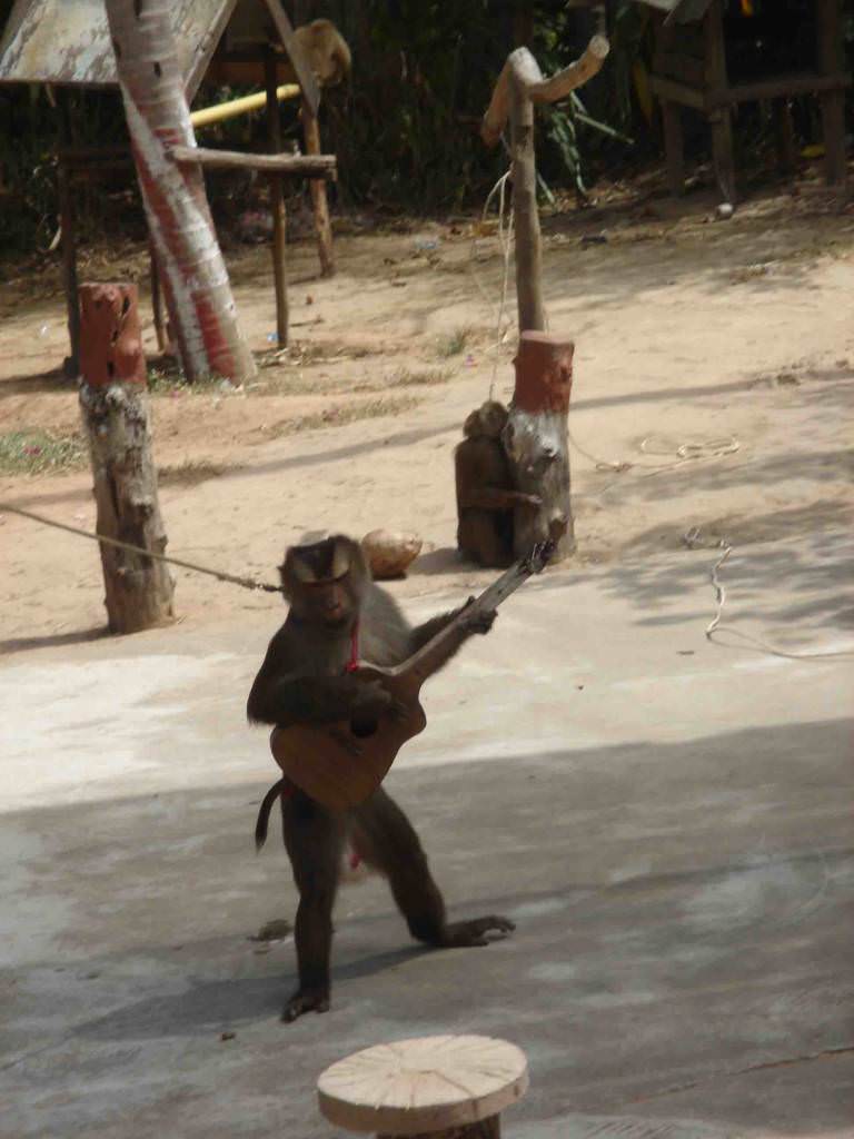 monkey show