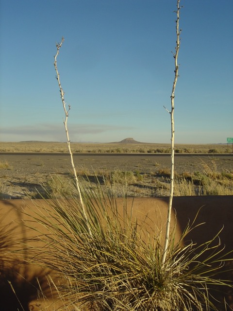 New Mexico Desert, NM