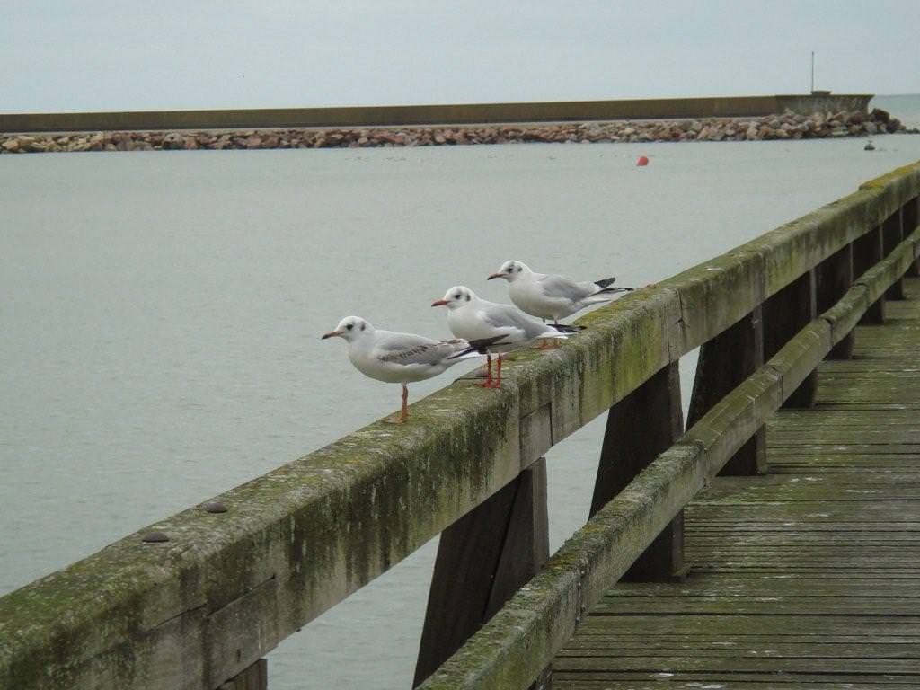 normandy21