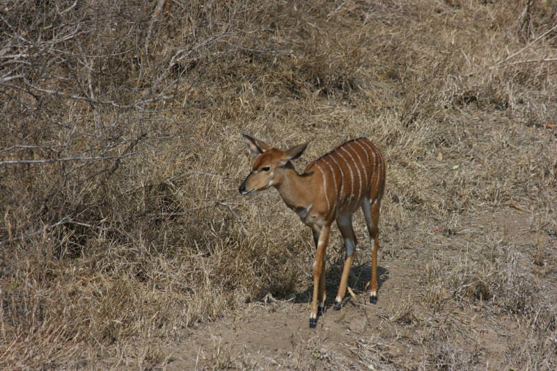 nyala