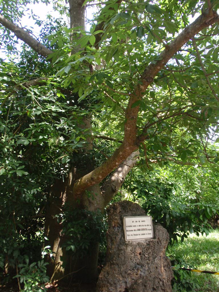 O Jomo Kenyatta το φύτεψε στο Haller Park το 1974.