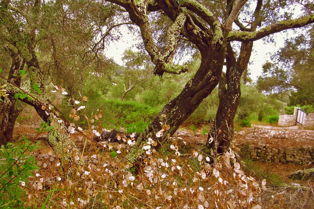 OliveTrees