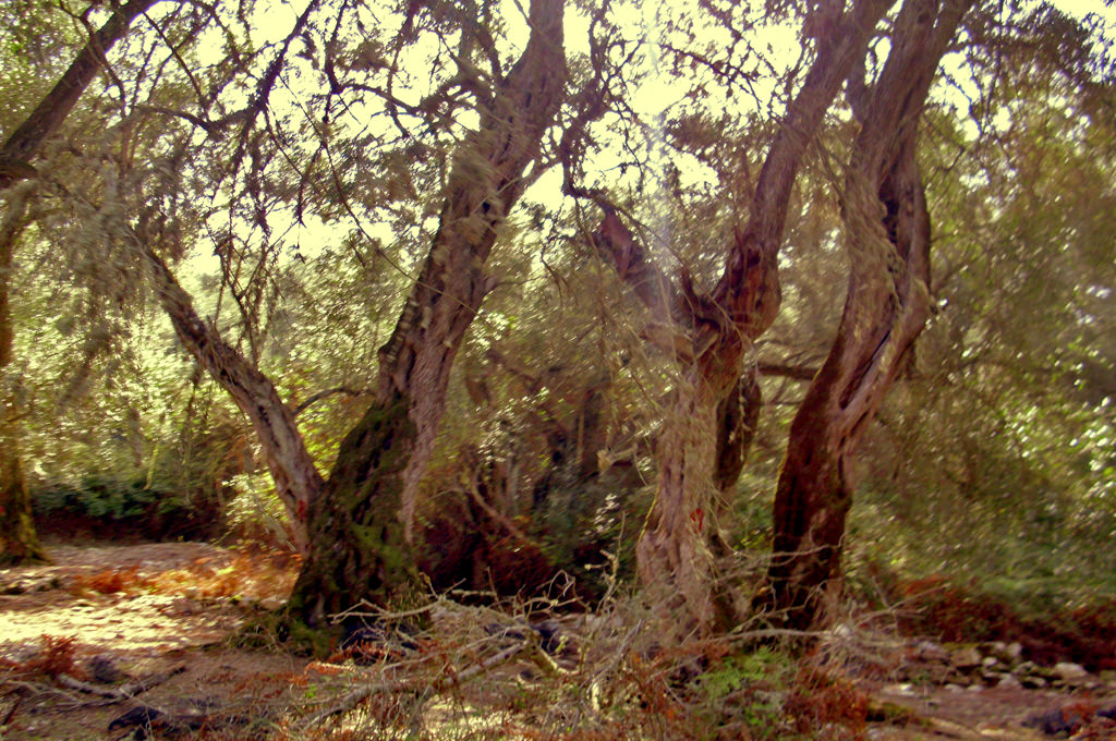 OliveTrees