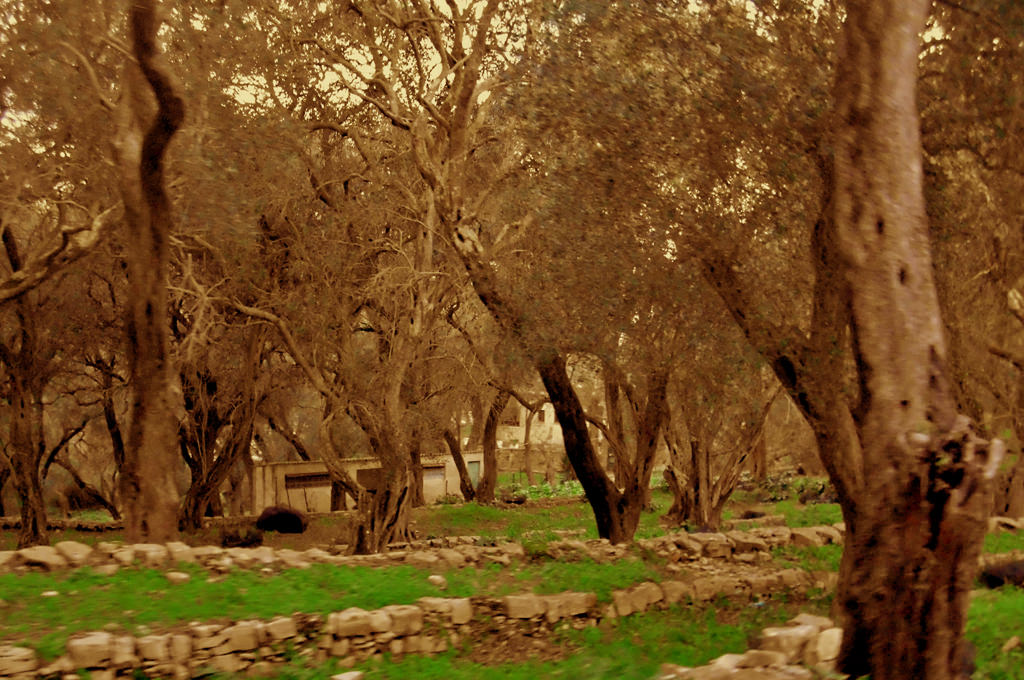 OliveTrees