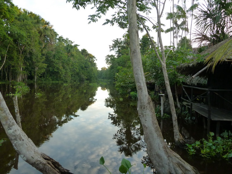 Orinoco jungle