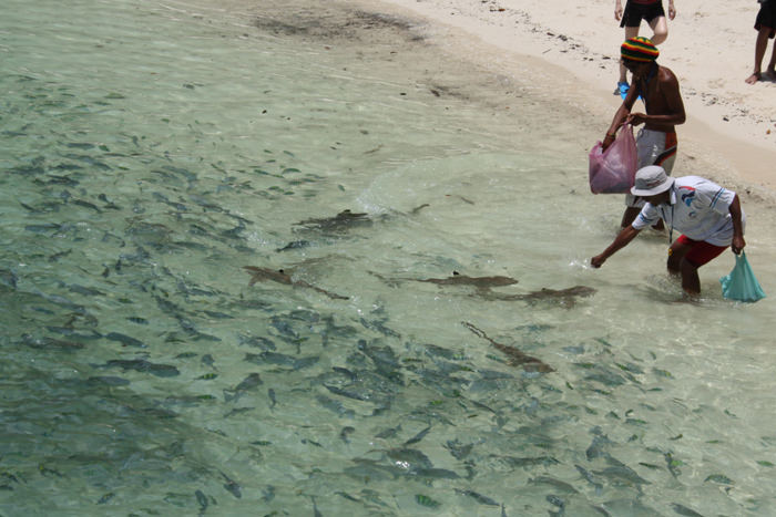 Pulau Payar - Ταϊζοντας τους καρχαρίες