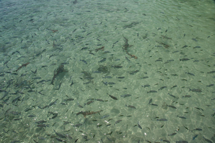 Pulau Payar - κολυμπώντας ανάμεσα σε άπειρα ψάρια και καρχαρίες