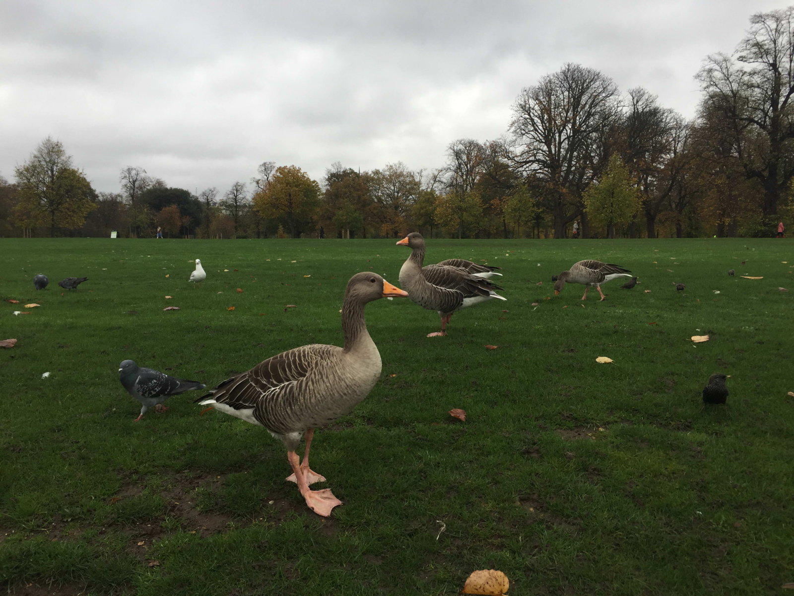 Regent's Park