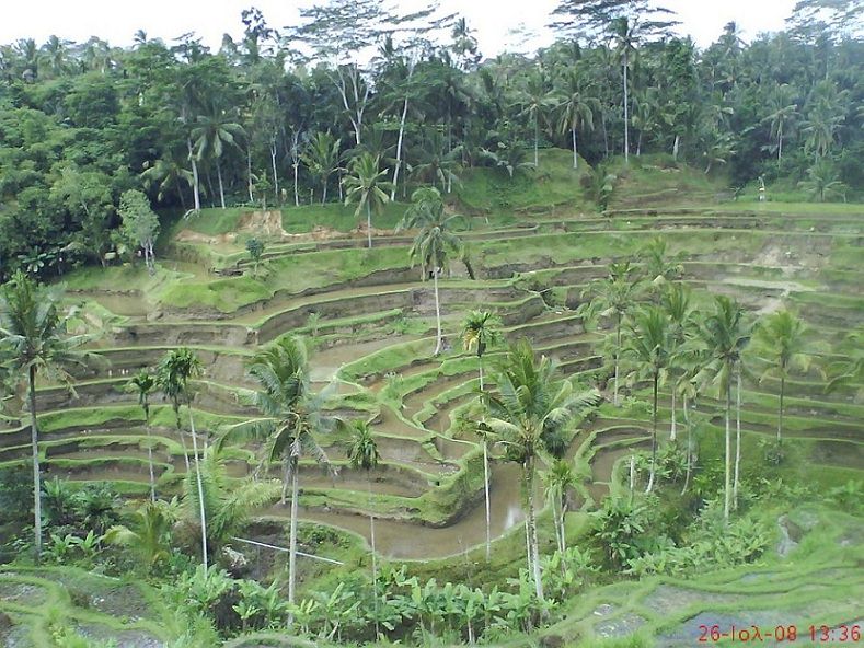 RICE FIELDS-BALI