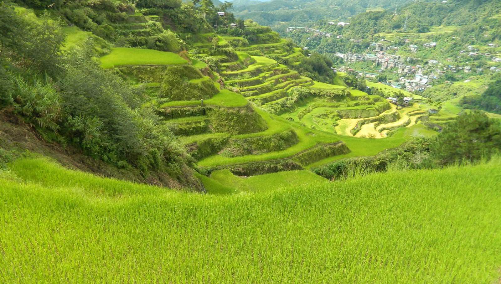 rice terraces