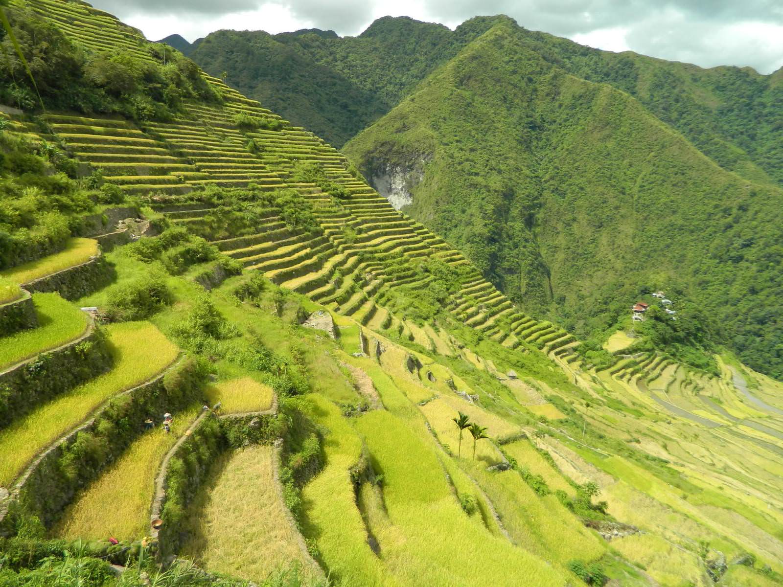 rice terraces