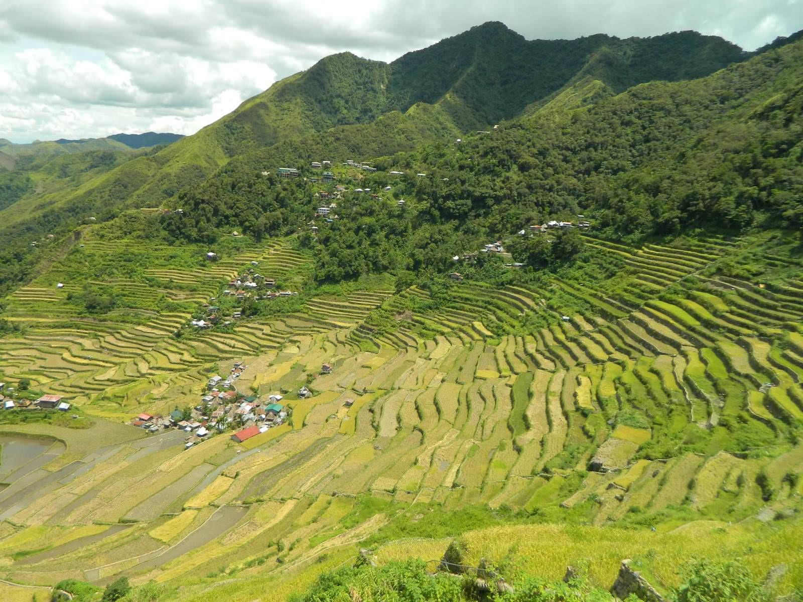 rice terraces