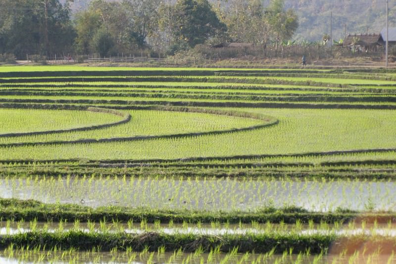 ricefields-laos