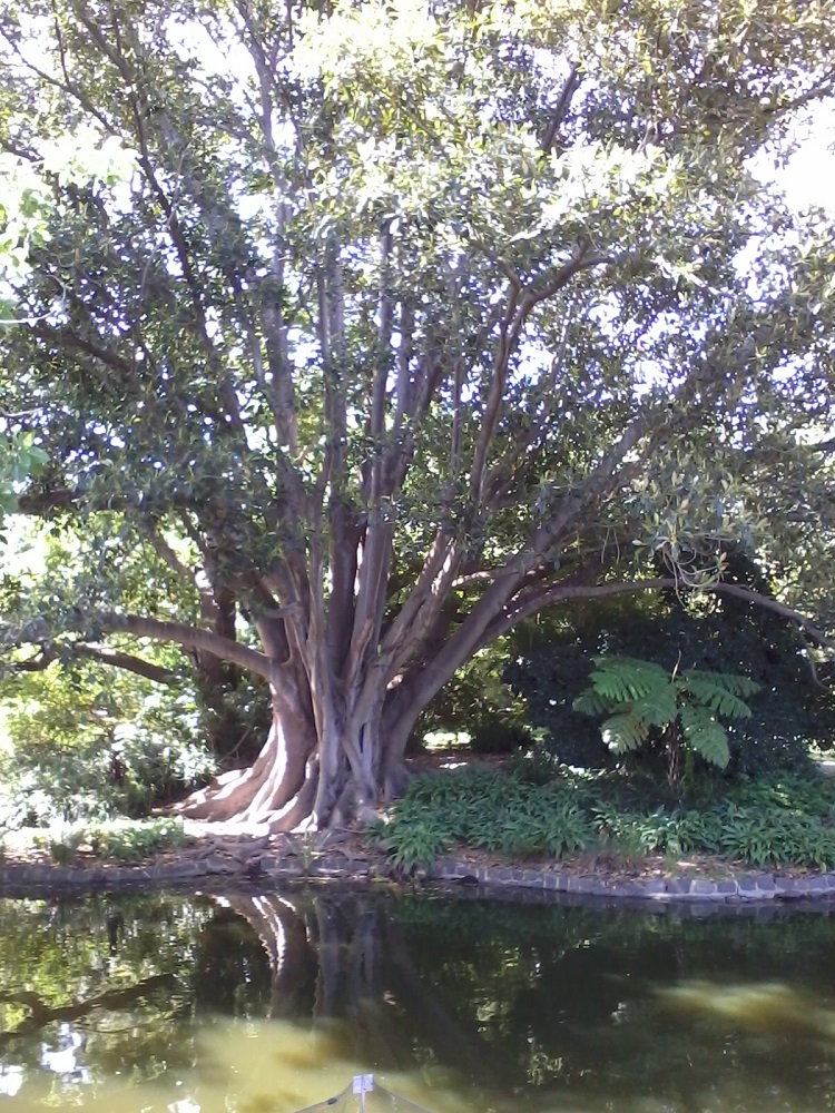 Royal Botanic Gardens 1