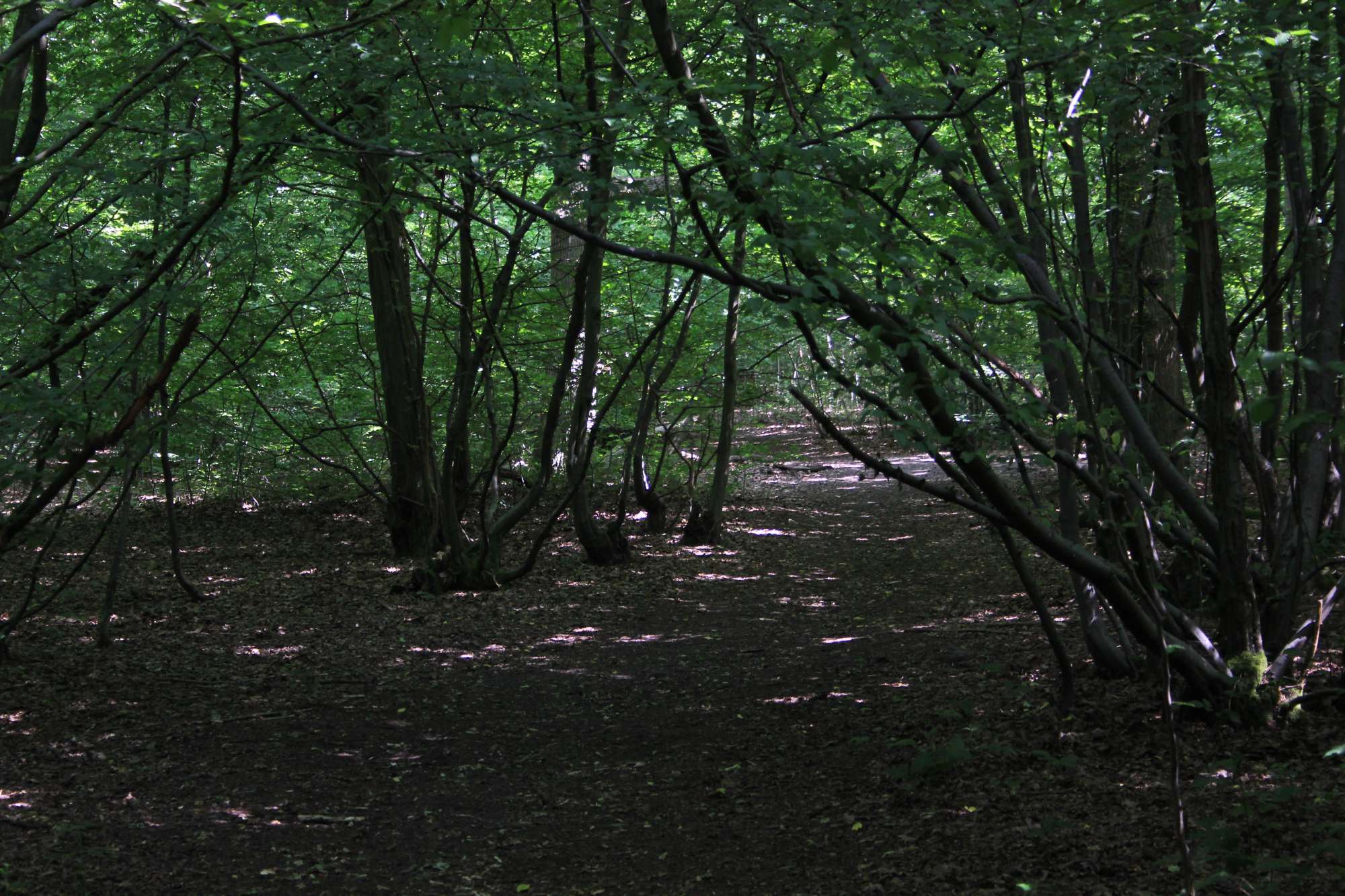 Ruislip Woods