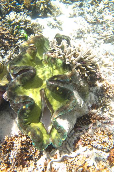 Russel_Islands_13_