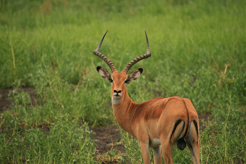 safari selous tanzania