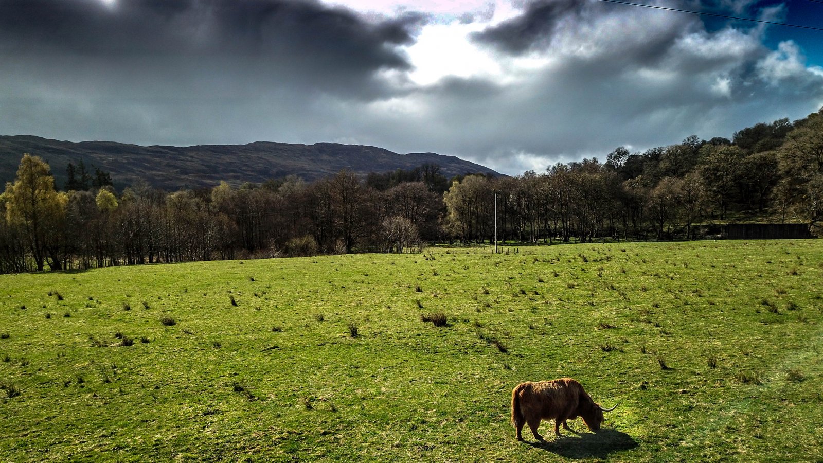 Scottish Highlander Cow