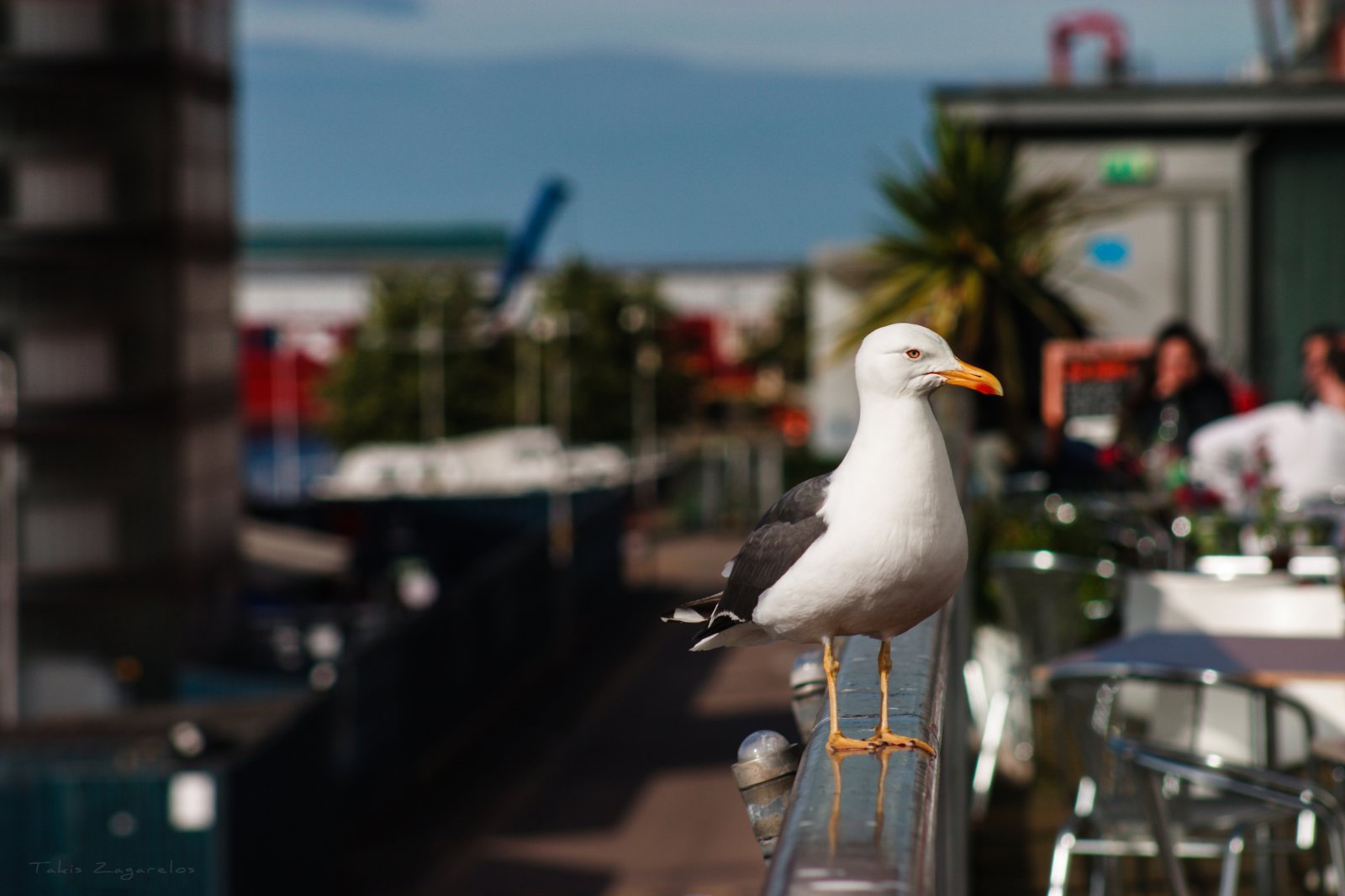 Seagull in Edinburgh