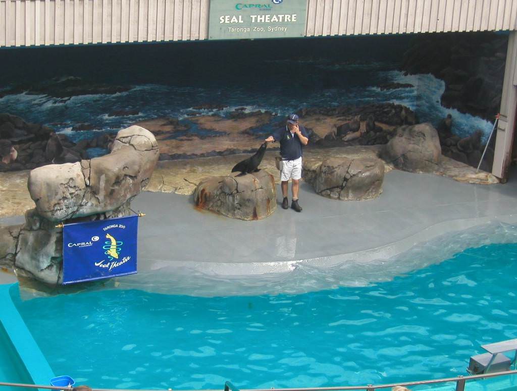 Seal theater @ Taronga Zoo