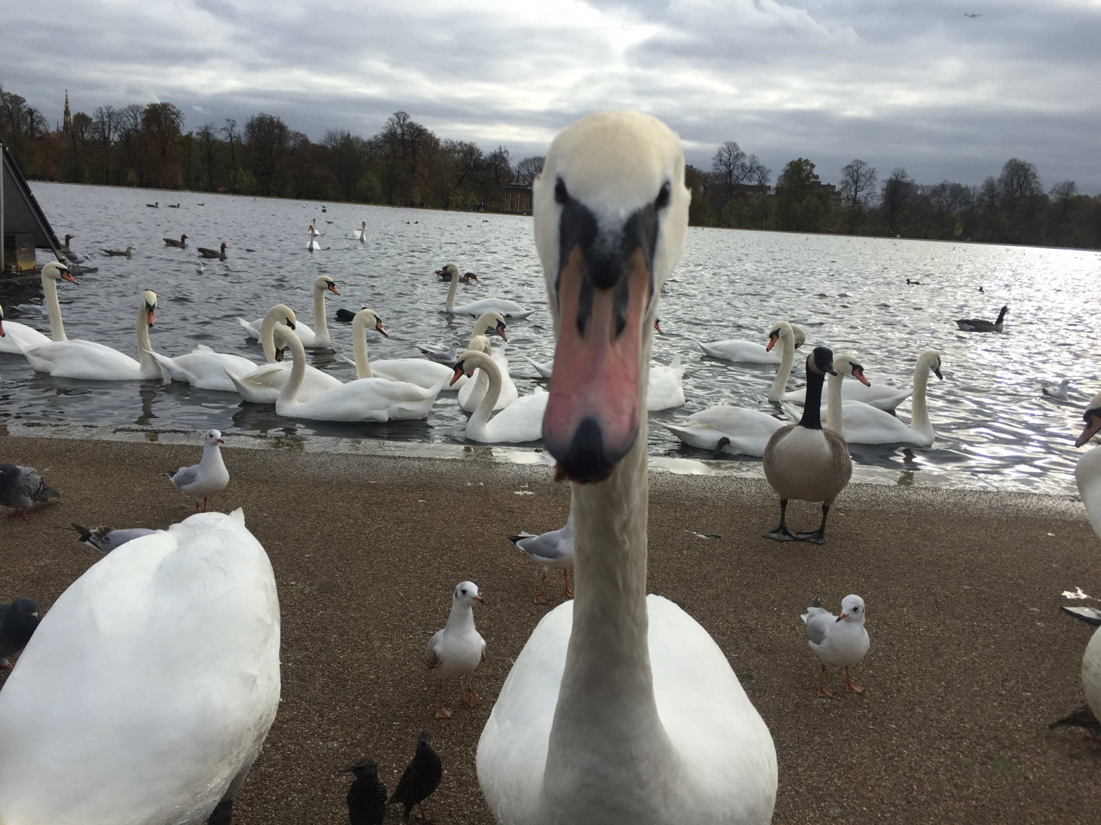 Selfie στο Hyde Park