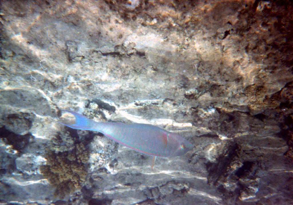Sharm El Sheikh