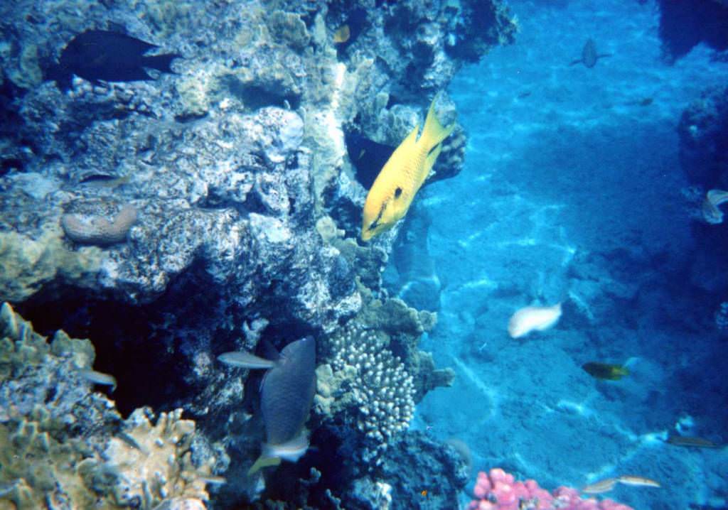 Sharm El Sheikh