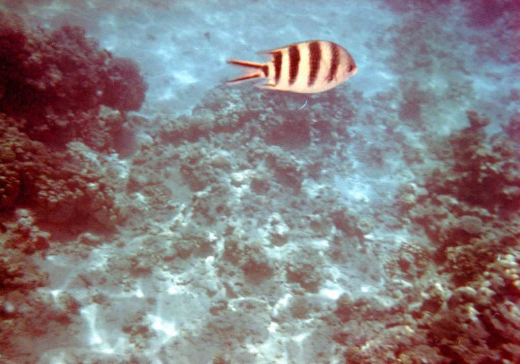 Sharm El Sheikh