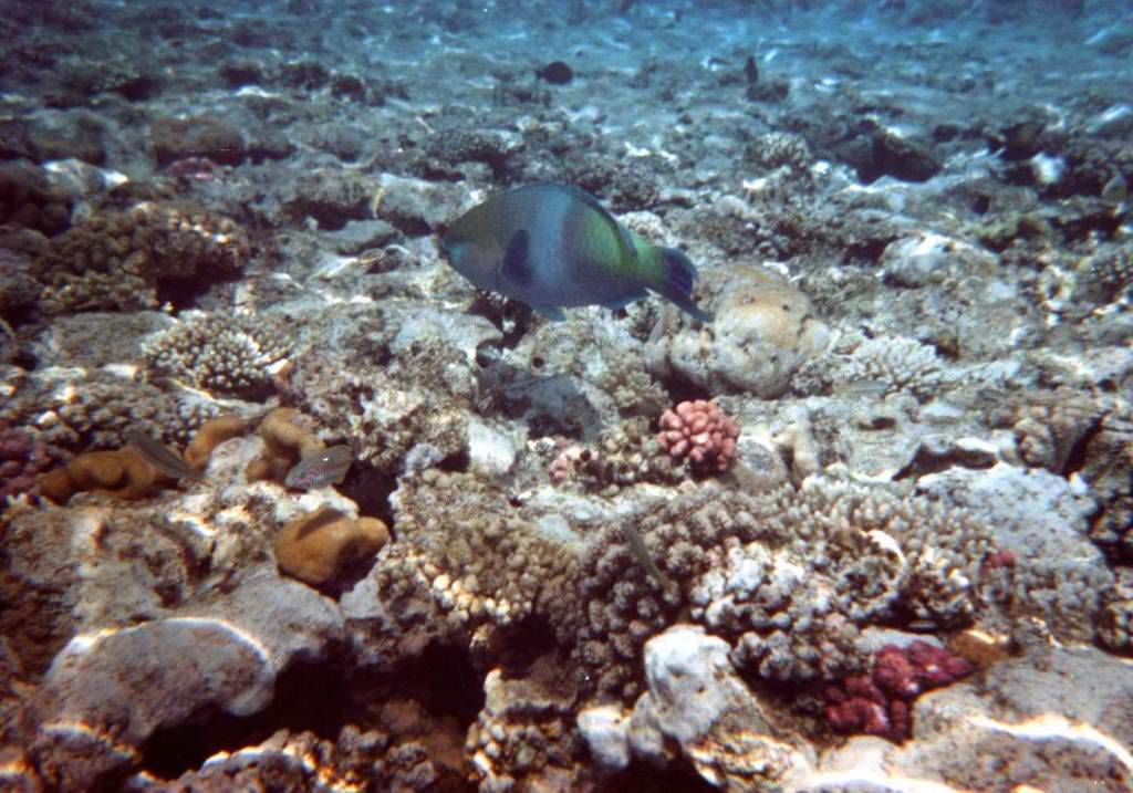 Sharm El Sheikh