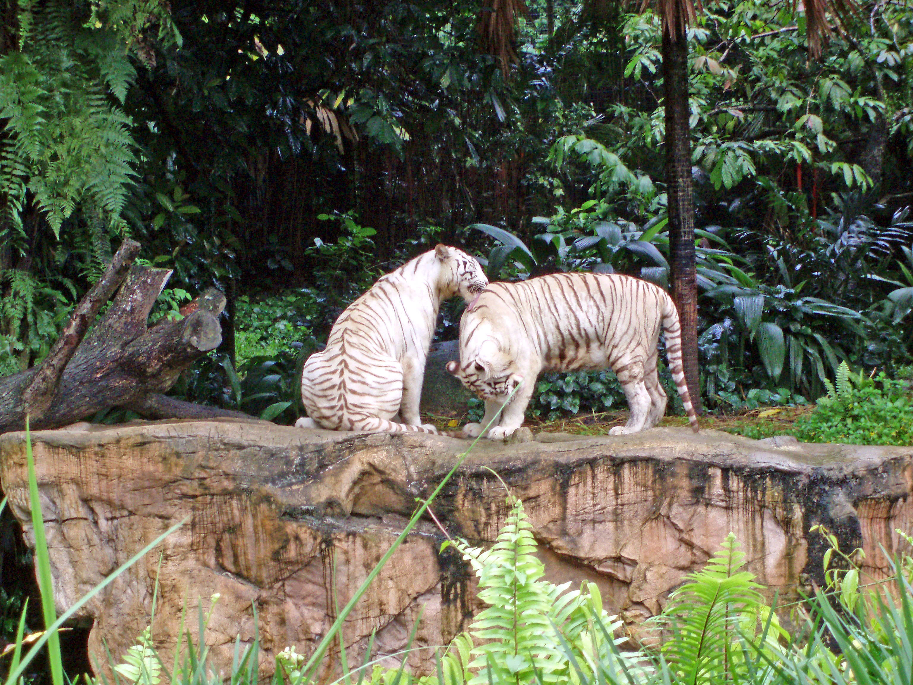 Singapore zoo