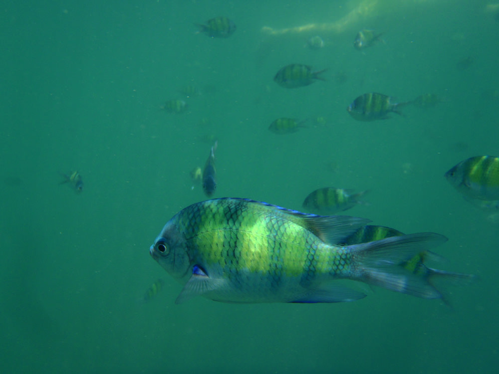 snorkeling @ chicken island