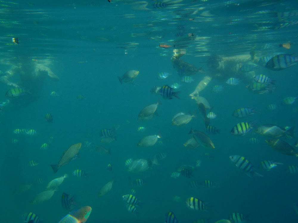 snorkeling @ phi phi islands