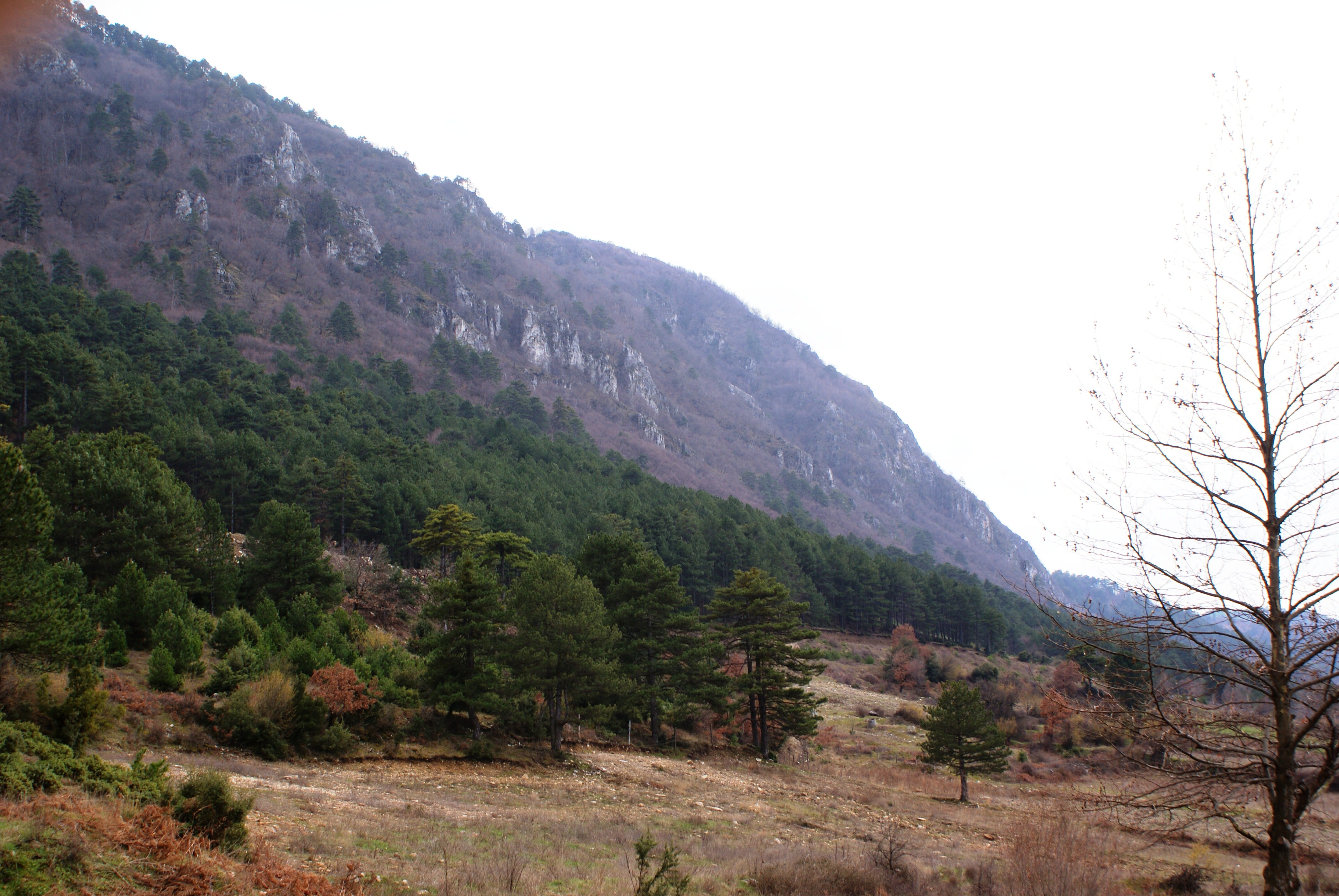 SONY DSC