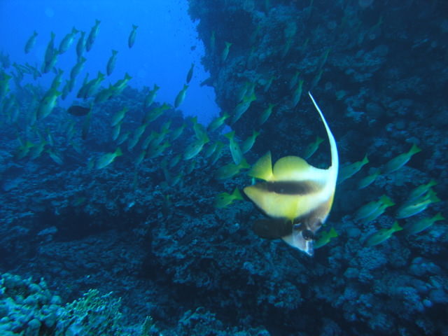 south red sea-saint johns reefs