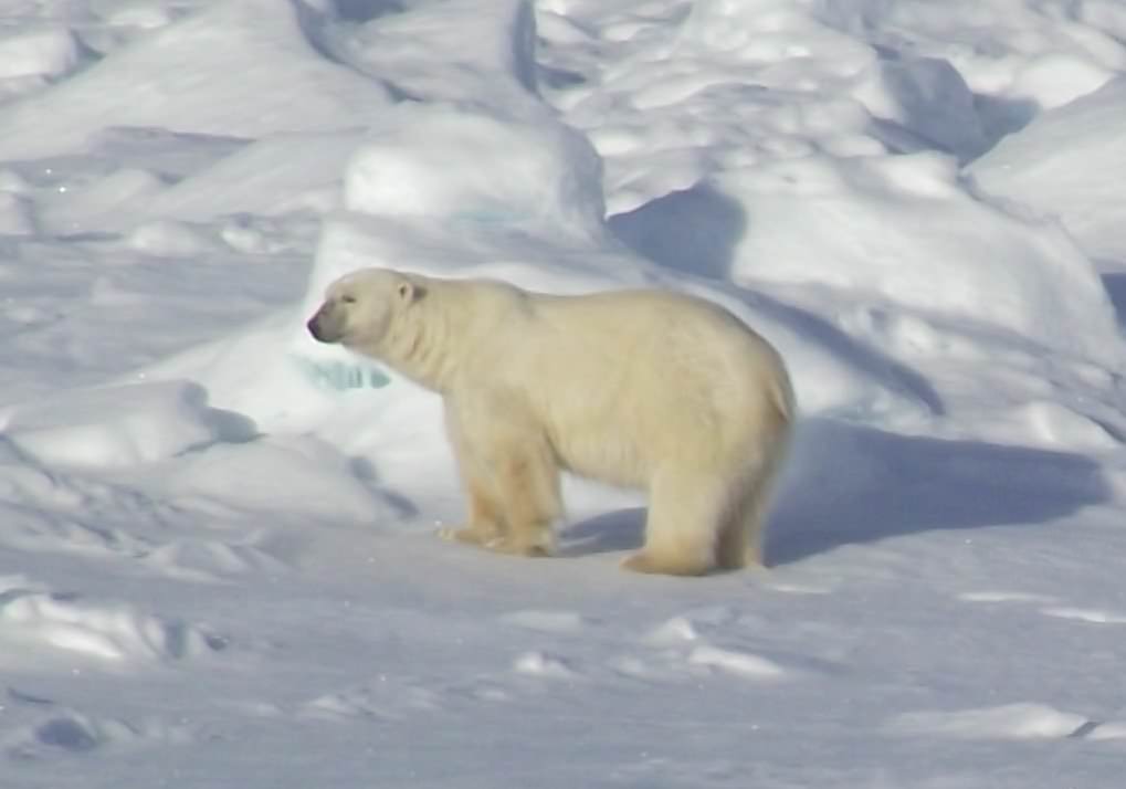 Svalbard - Hinlopenstretet